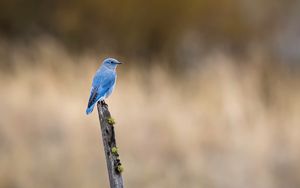 Preview wallpaper bird, blue, driftwood, focus