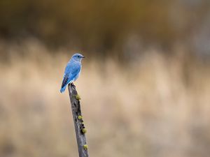 Preview wallpaper bird, blue, driftwood, focus