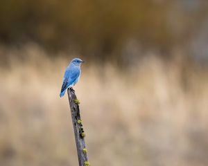 Preview wallpaper bird, blue, driftwood, focus