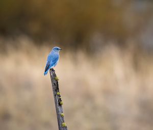 Preview wallpaper bird, blue, driftwood, focus