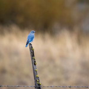 Preview wallpaper bird, blue, driftwood, focus