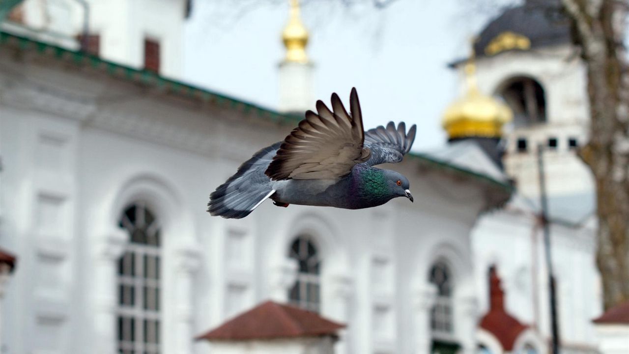 Wallpaper bird, blue, flight, church, chapel