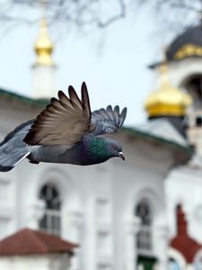 Preview wallpaper bird, blue, flight, church, chapel