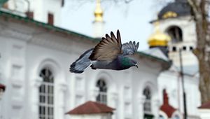 Preview wallpaper bird, blue, flight, church, chapel