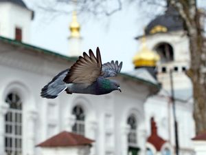 Preview wallpaper bird, blue, flight, church, chapel