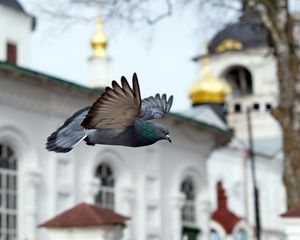 Preview wallpaper bird, blue, flight, church, chapel