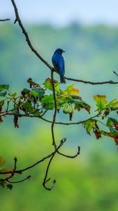 Preview wallpaper bird, blue, leaves, branches, tree, bluer