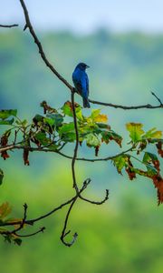 Preview wallpaper bird, blue, leaves, branches, tree, bluer