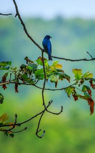 Preview wallpaper bird, blue, leaves, branches, tree, bluer