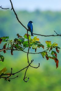 Preview wallpaper bird, blue, leaves, branches, tree, bluer
