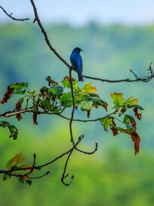 Preview wallpaper bird, blue, leaves, branches, tree, bluer