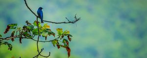 Preview wallpaper bird, blue, leaves, branches, tree, bluer