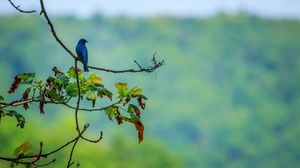 Preview wallpaper bird, blue, leaves, branches, tree, bluer