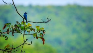 Preview wallpaper bird, blue, leaves, branches, tree, bluer