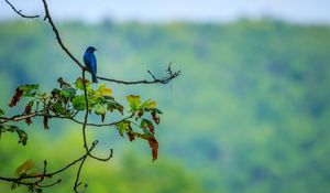 Preview wallpaper bird, blue, leaves, branches, tree, bluer