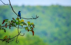 Preview wallpaper bird, blue, leaves, branches, tree, bluer