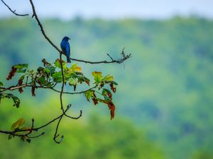 Preview wallpaper bird, blue, leaves, branches, tree, bluer