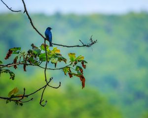 Preview wallpaper bird, blue, leaves, branches, tree, bluer