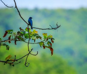 Preview wallpaper bird, blue, leaves, branches, tree, bluer
