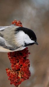 Preview wallpaper bird, branch, background, color, feathers