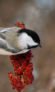 Preview wallpaper bird, branch, background, color, feathers