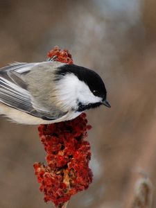 Preview wallpaper bird, branch, background, color, feathers