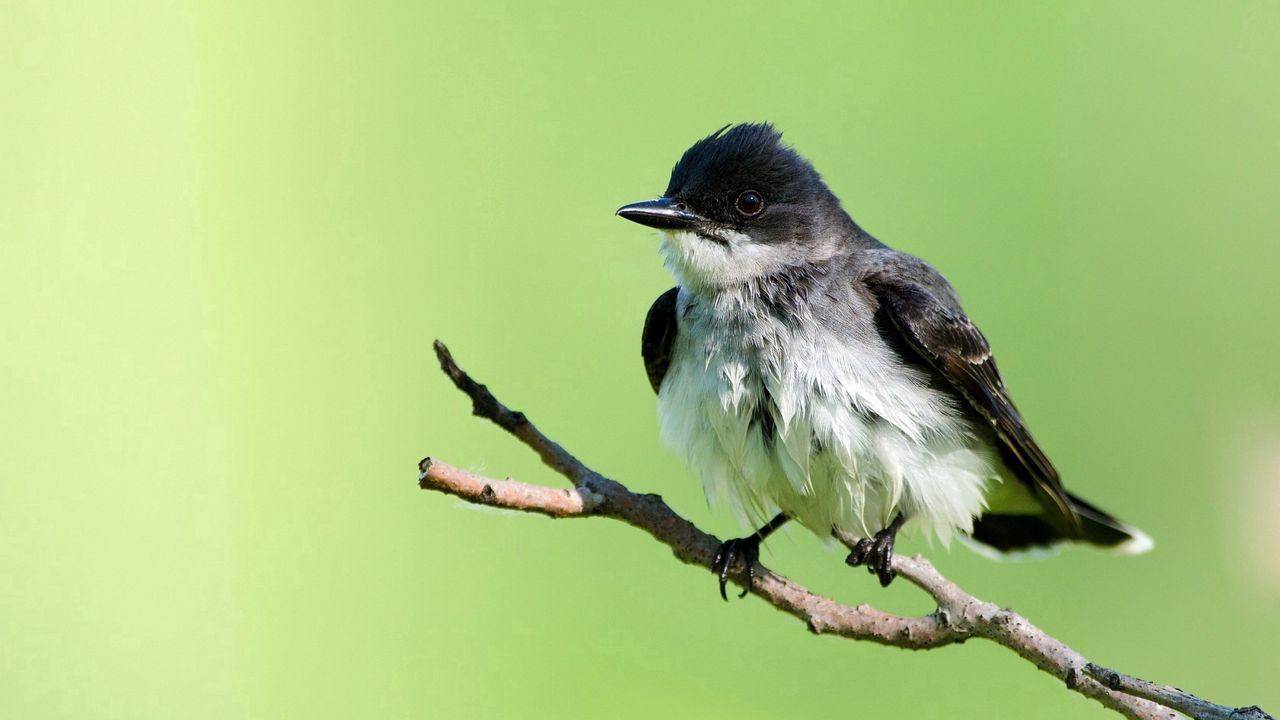 Wallpaper bird, branch, background