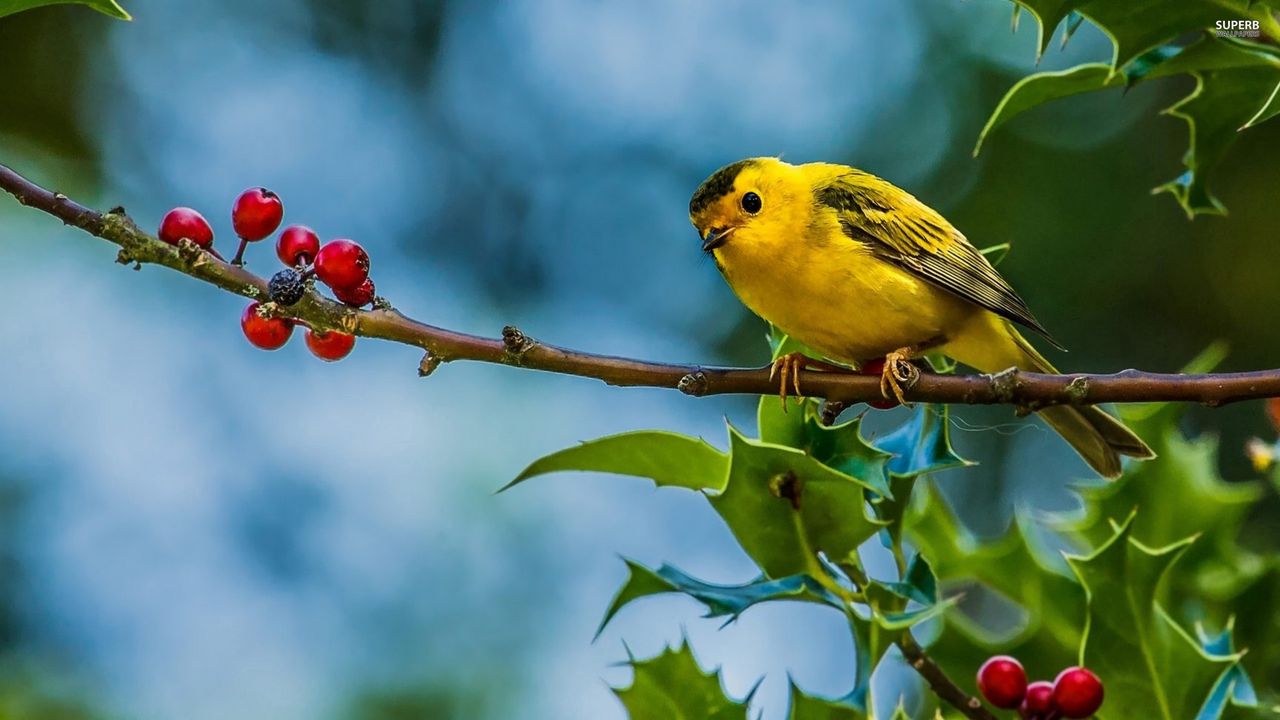 Wallpaper bird, branch, berries