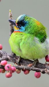 Preview wallpaper bird, branch, berries, colorful