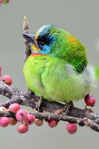 Preview wallpaper bird, branch, berries, colorful