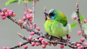 Preview wallpaper bird, branch, berries, colorful