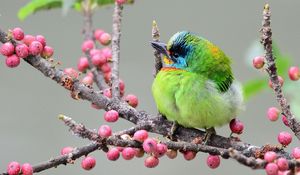 Preview wallpaper bird, branch, berries, colorful