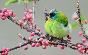 Preview wallpaper bird, branch, berries, colorful