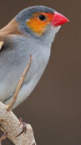 Preview wallpaper bird, branch, bill