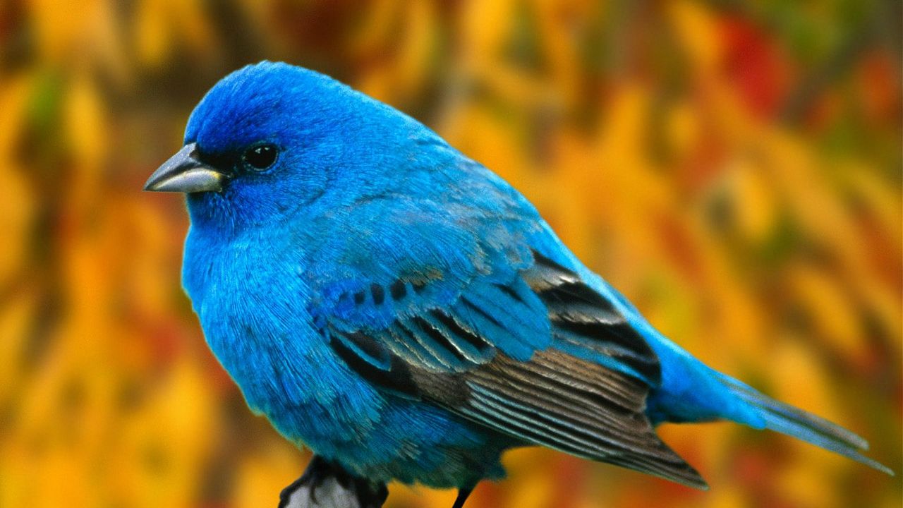 Wallpaper bird, branch, blue