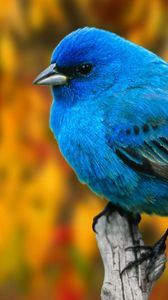 Preview wallpaper bird, branch, blue