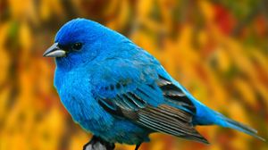 Preview wallpaper bird, branch, blue
