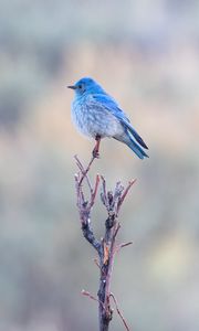 Preview wallpaper bird, branch, blue, wildlife