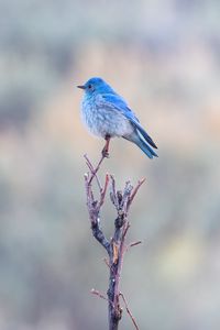 Preview wallpaper bird, branch, blue, wildlife