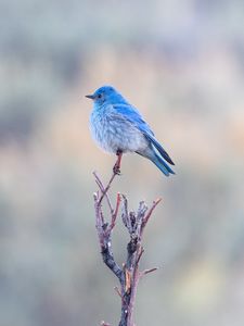 Preview wallpaper bird, branch, blue, wildlife
