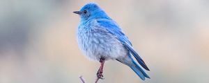 Preview wallpaper bird, branch, blue, wildlife