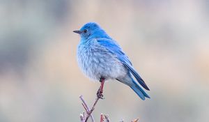 Preview wallpaper bird, branch, blue, wildlife