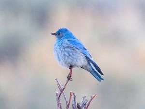 Preview wallpaper bird, branch, blue, wildlife