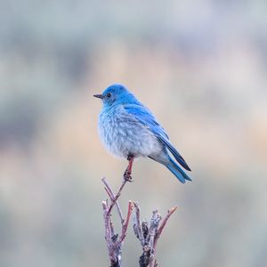 Preview wallpaper bird, branch, blue, wildlife