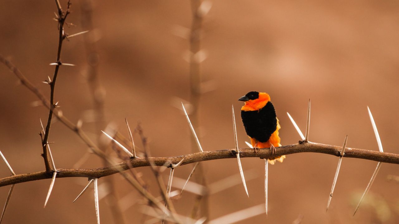 Wallpaper bird, branch, blur, sit