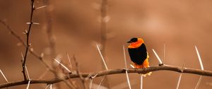 Preview wallpaper bird, branch, blur, sit