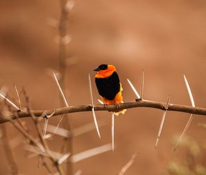 Preview wallpaper bird, branch, blur, sit