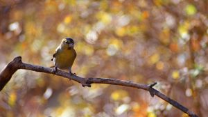 Preview wallpaper bird, branch, bokeh