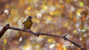 Preview wallpaper bird, branch, bokeh