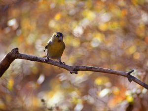 Preview wallpaper bird, branch, bokeh